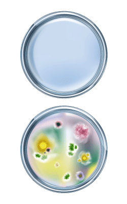 Petri-Dishes